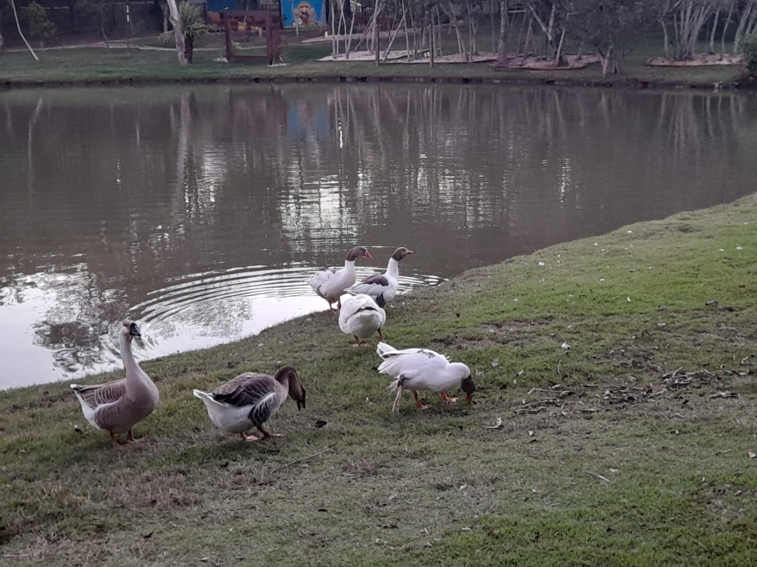 Terreno, 480 m² - Foto 3