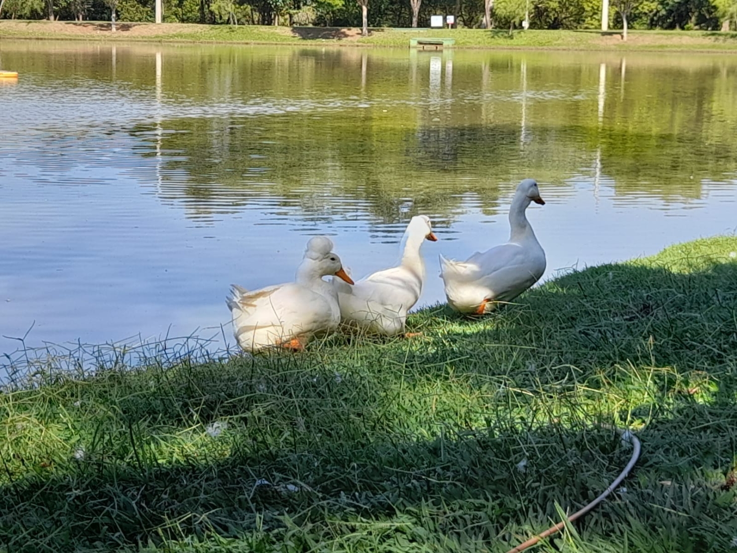 Terreno, 480 m² - Foto 4