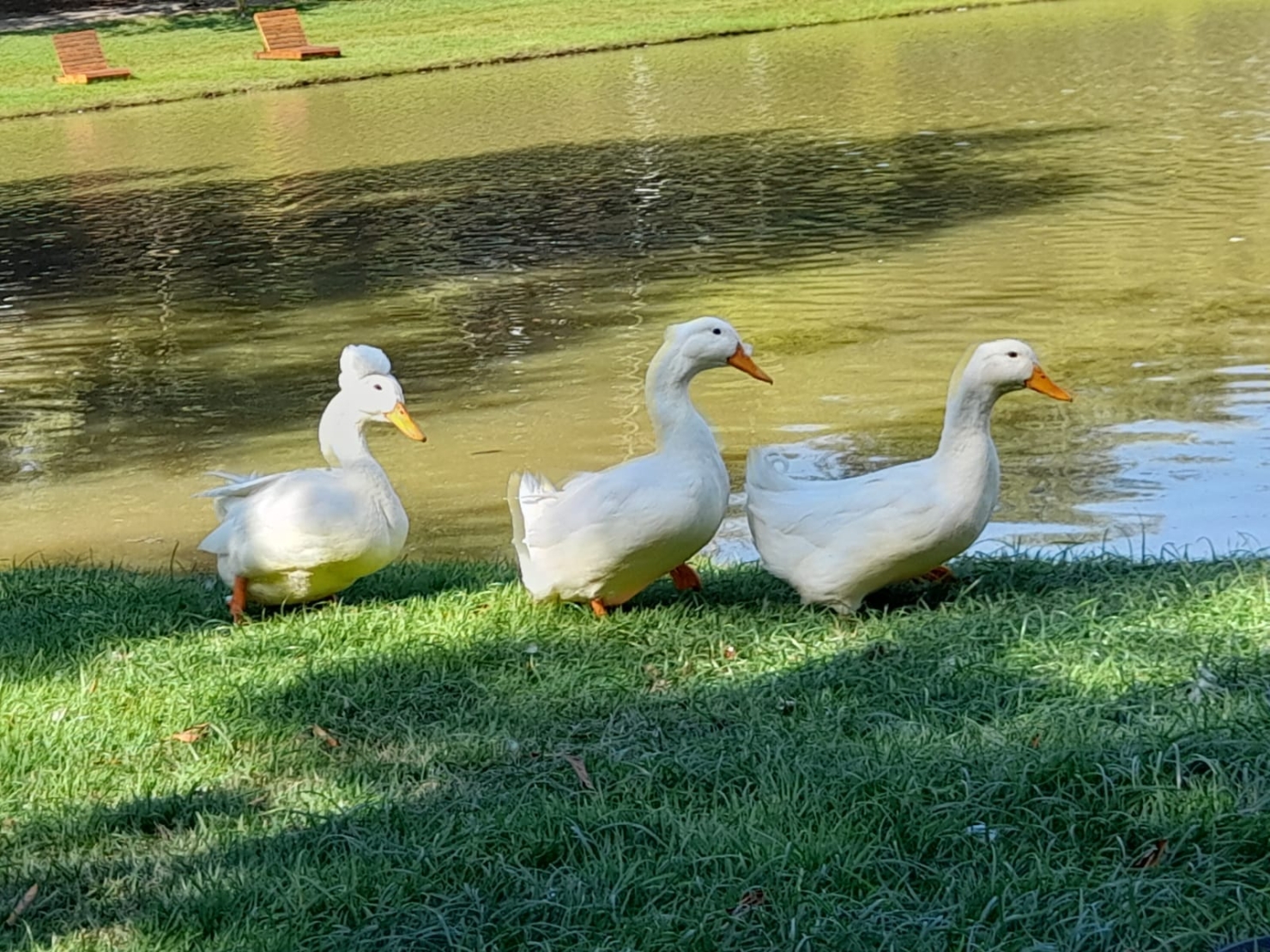 Terreno, 480 m² - Foto 6