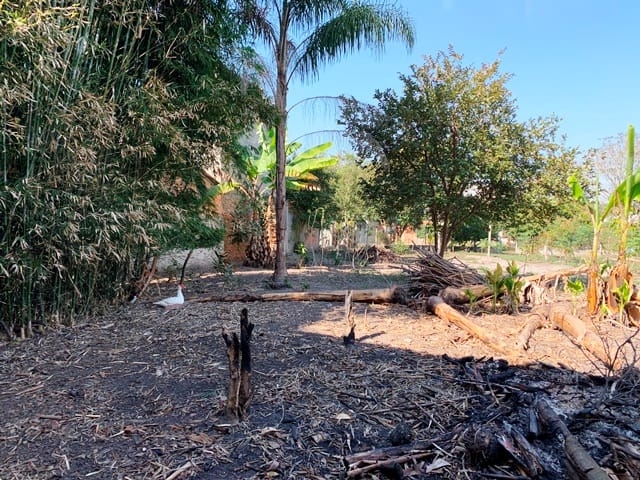 Terreno à venda com 2 quartos, 1240m² - Foto 6