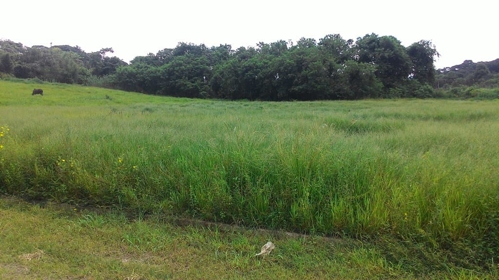 Terreno à venda, 296m² - Foto 1