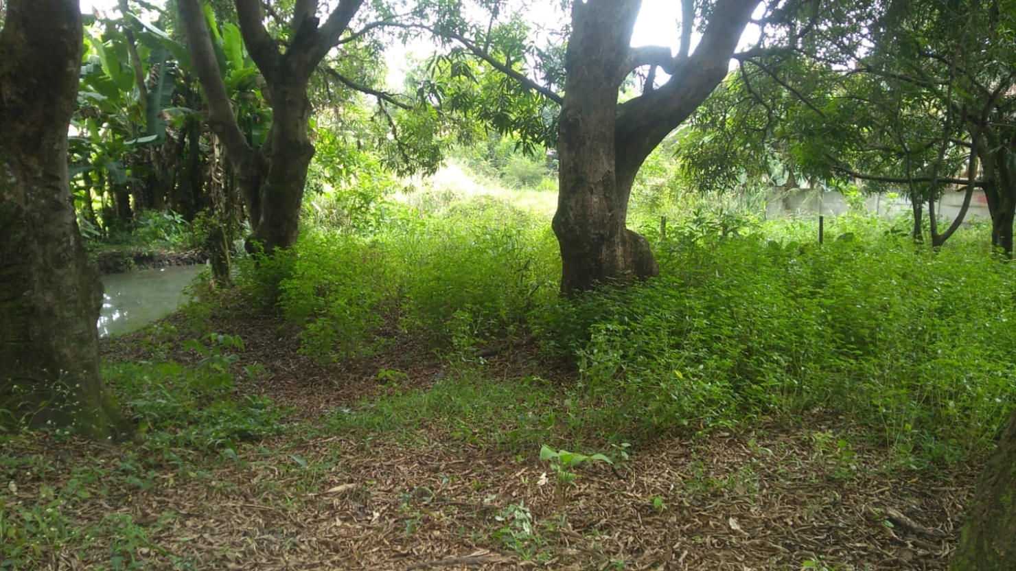 Terreno à venda, 6866m² - Foto 6