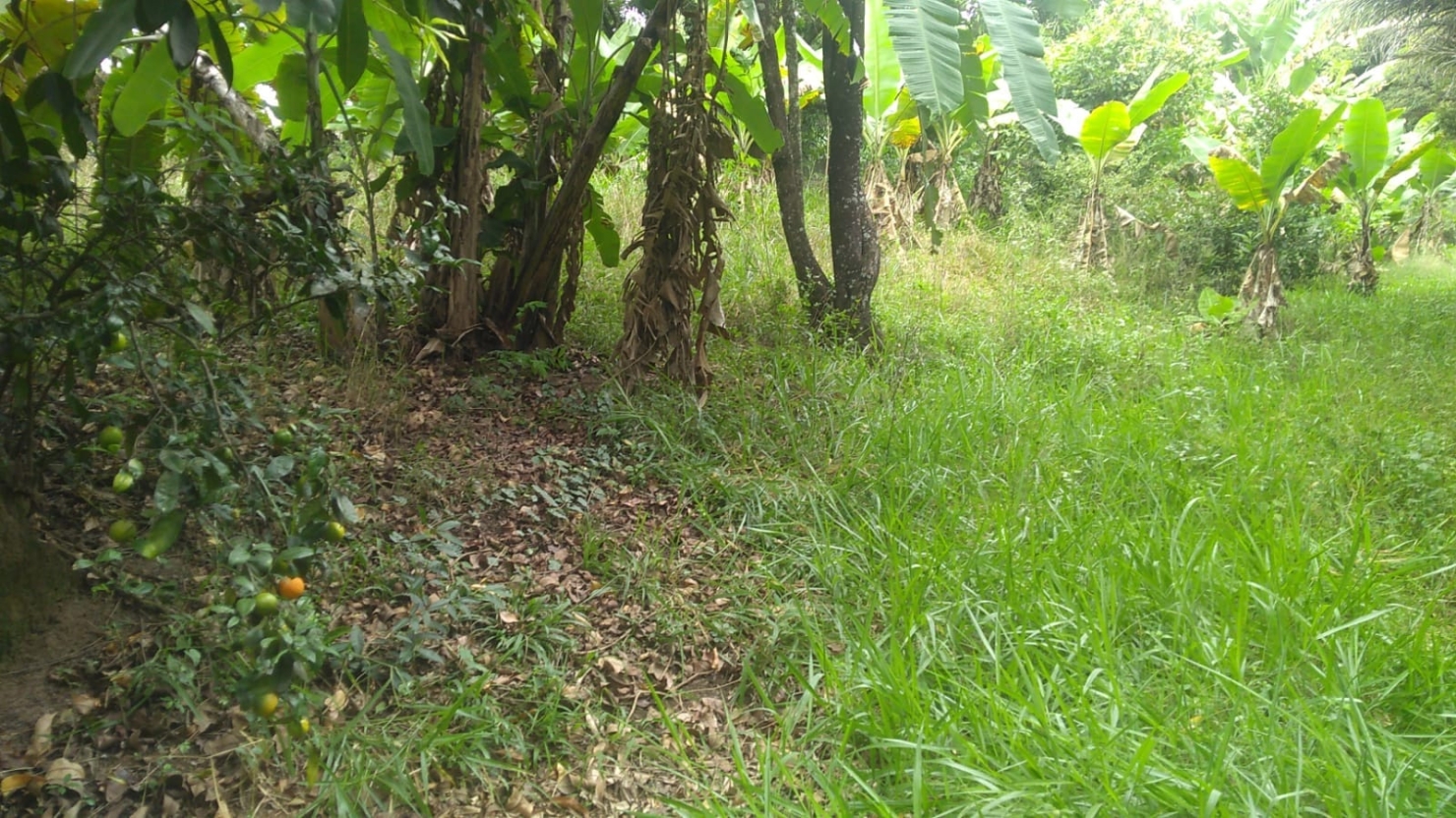 Terreno à venda, 6866m² - Foto 9
