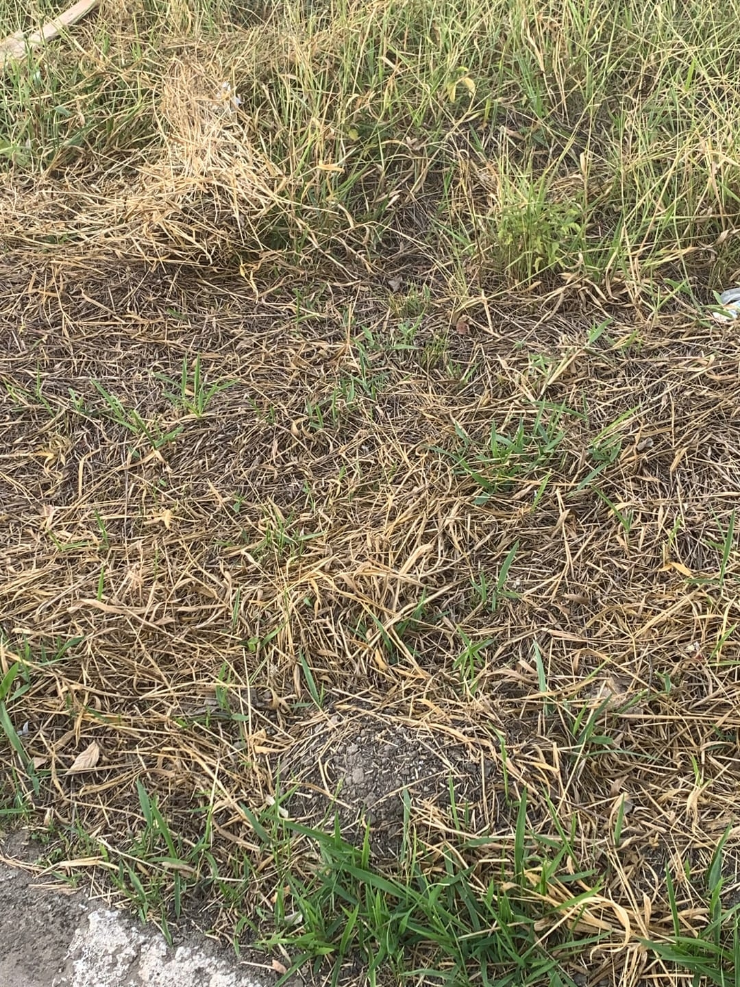 Terreno, 250 m² - Foto 1