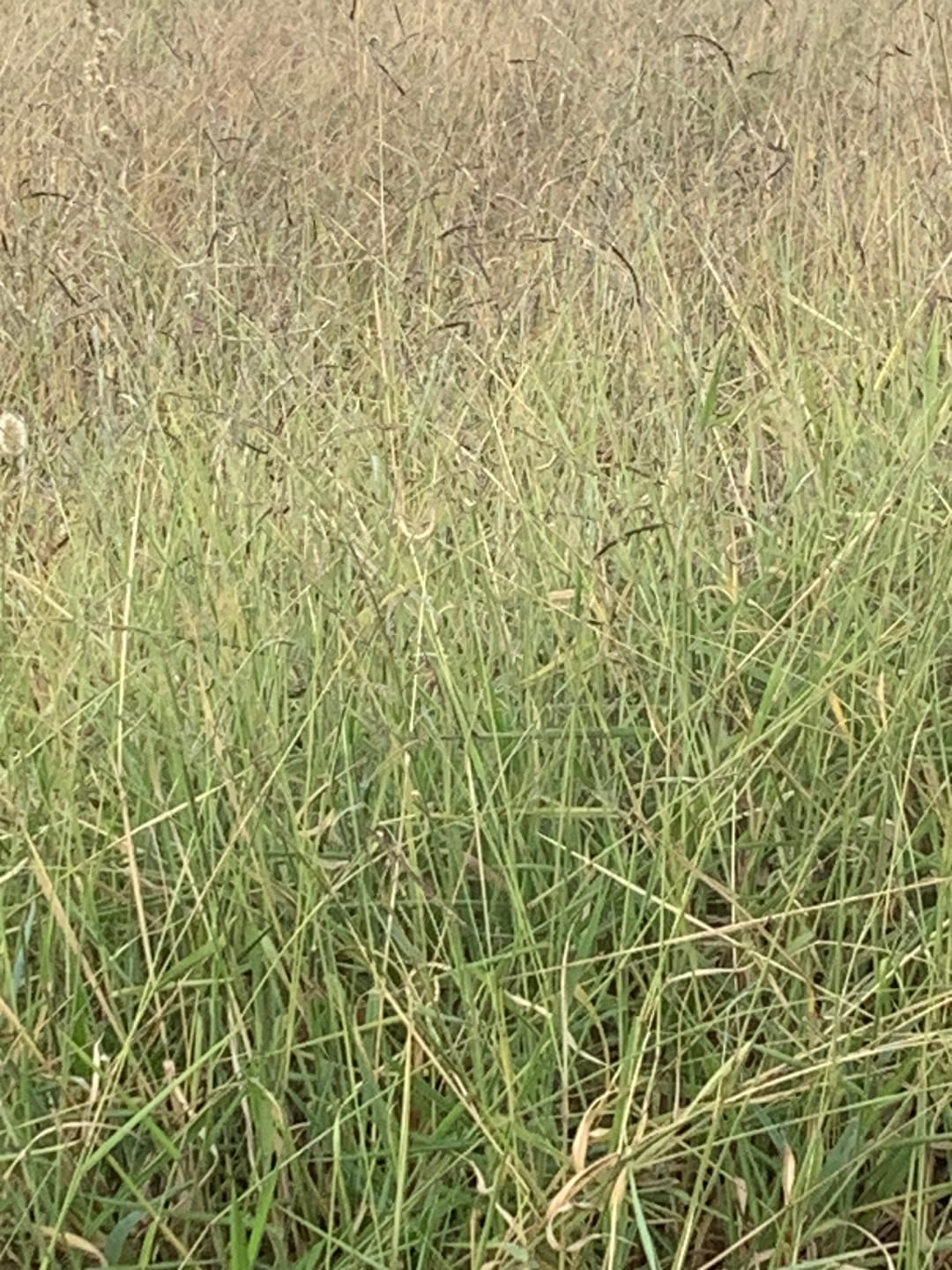 Terreno, 250 m² - Foto 3