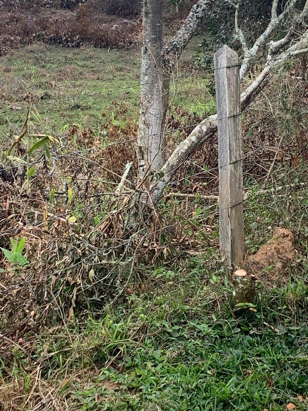 Terreno, 3 hectares - Foto 4