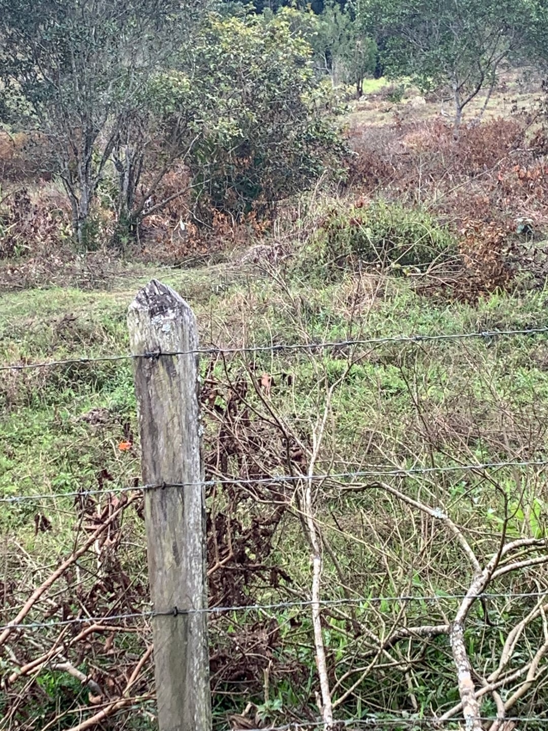 Terreno, 3 hectares - Foto 5