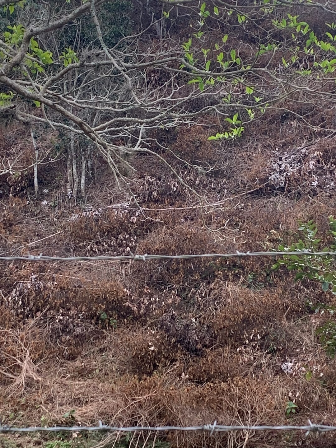 Terreno, 3 hectares - Foto 6