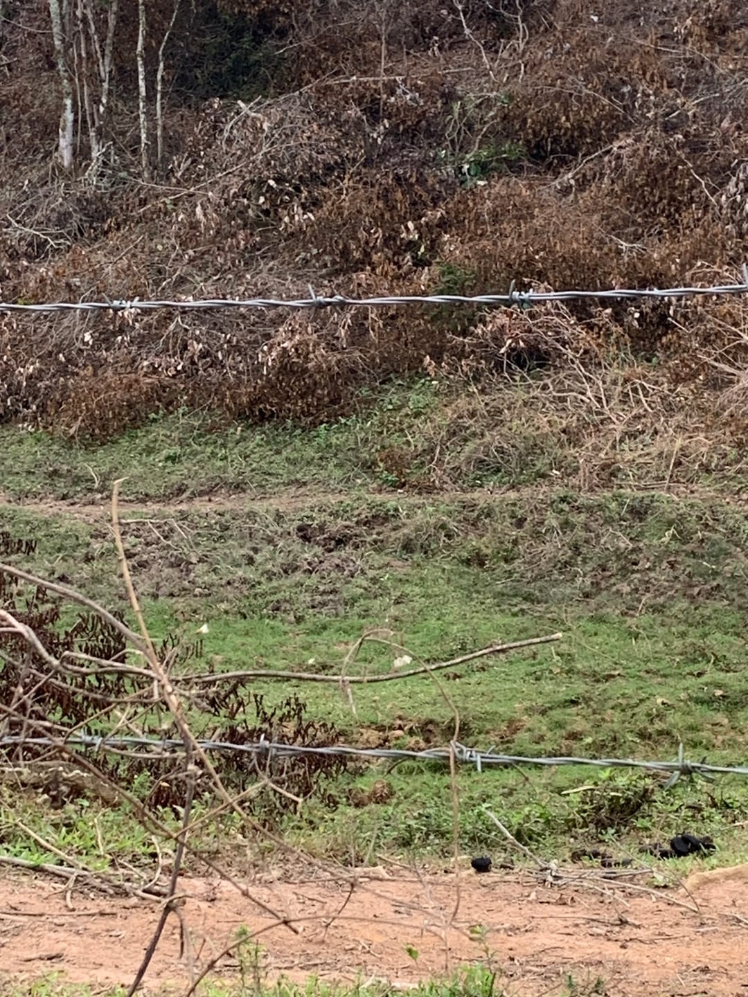 Terreno, 3 hectares - Foto 7