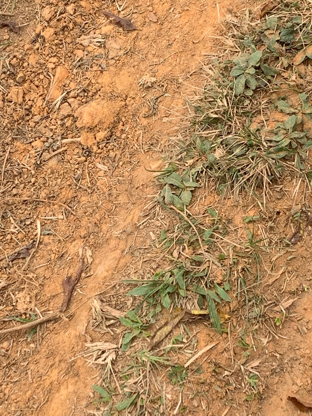 Terreno, 3 hectares - Foto 8