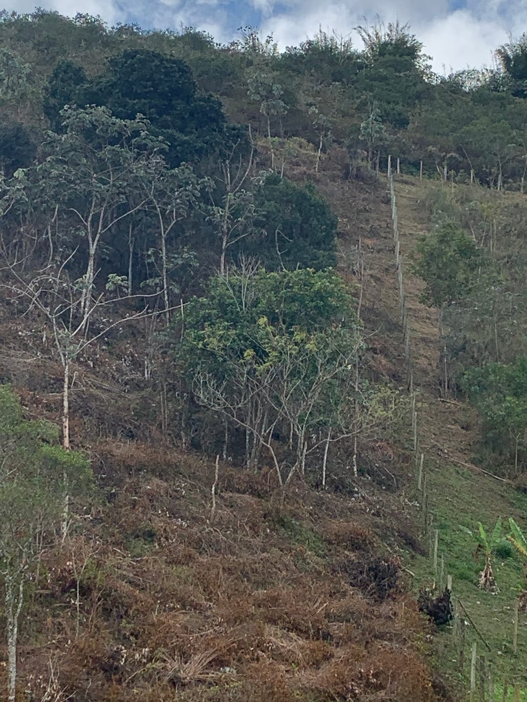 Terreno, 3 hectares - Foto 10