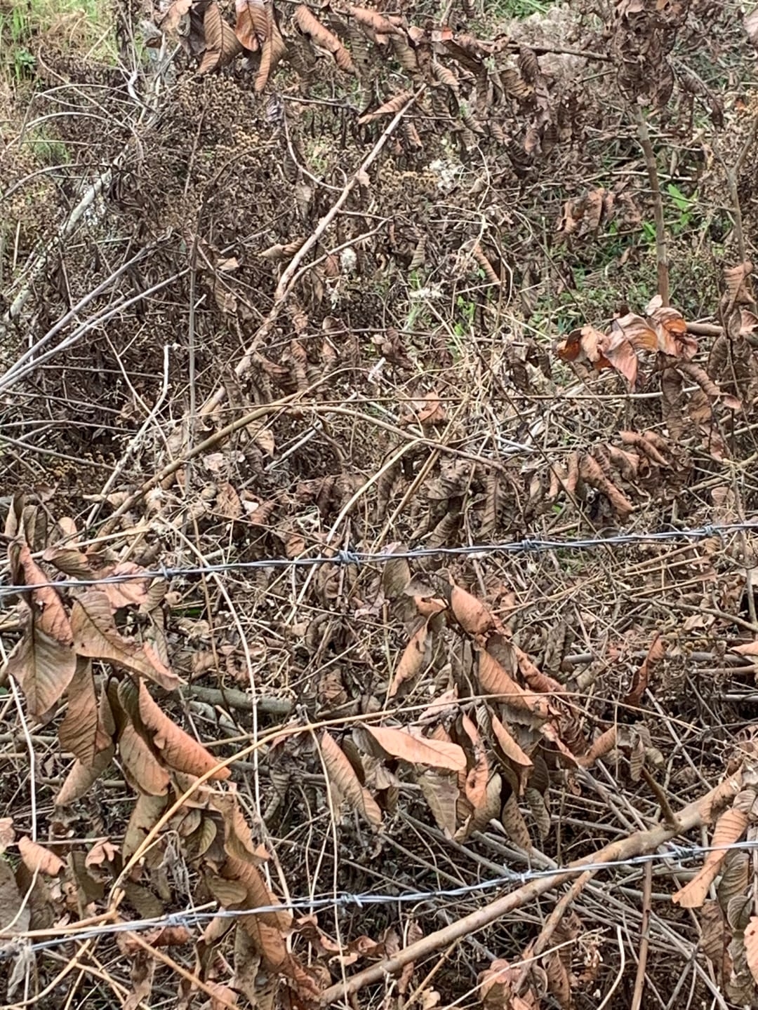 Terreno, 3 hectares - Foto 25