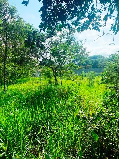 Terreno, 1500 m² - Foto 4