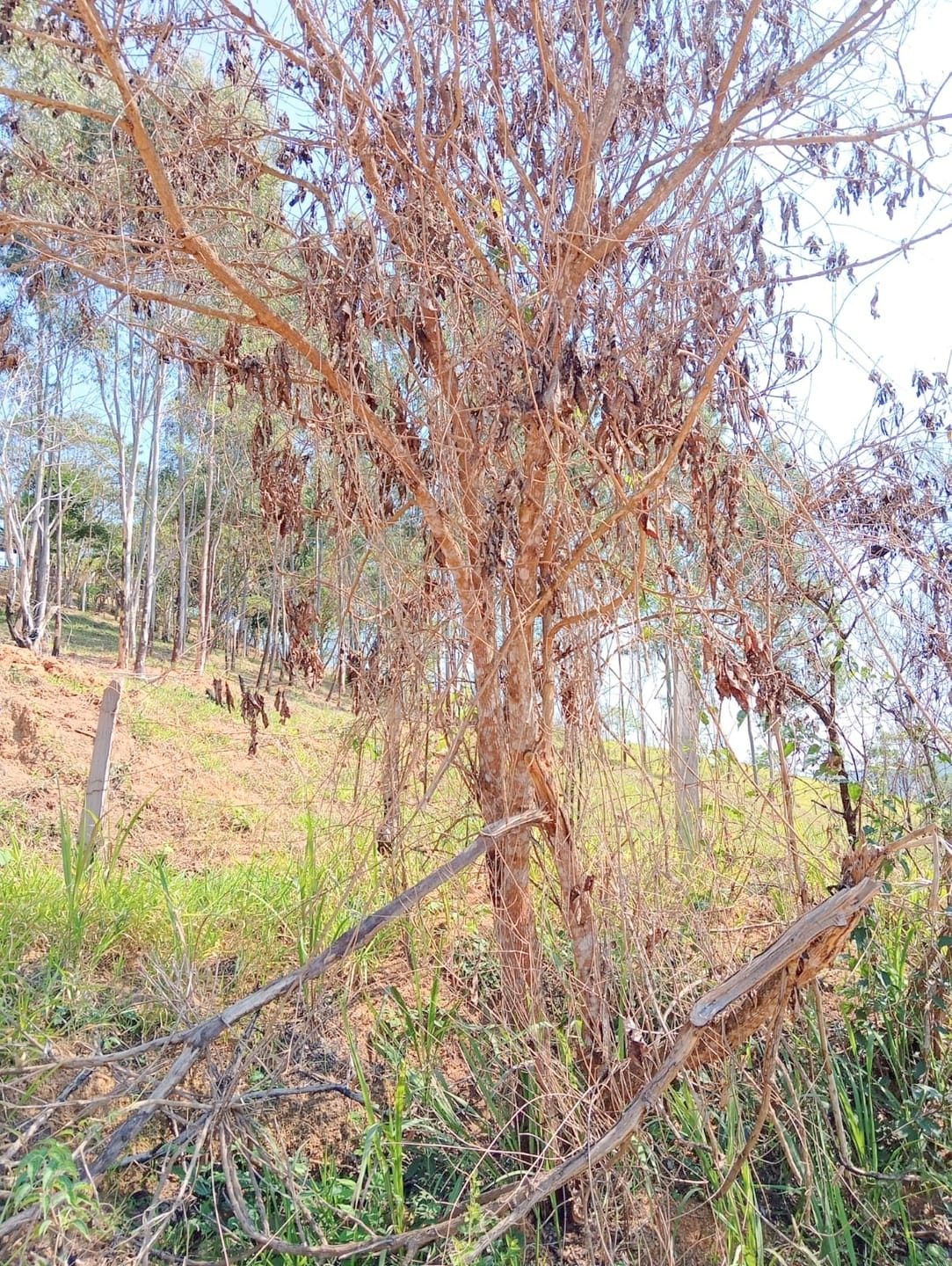 Terreno, 1632 m² - Foto 2