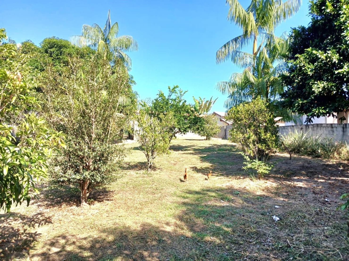 Chácara, 3 quartos, 3950 m² - Foto 5