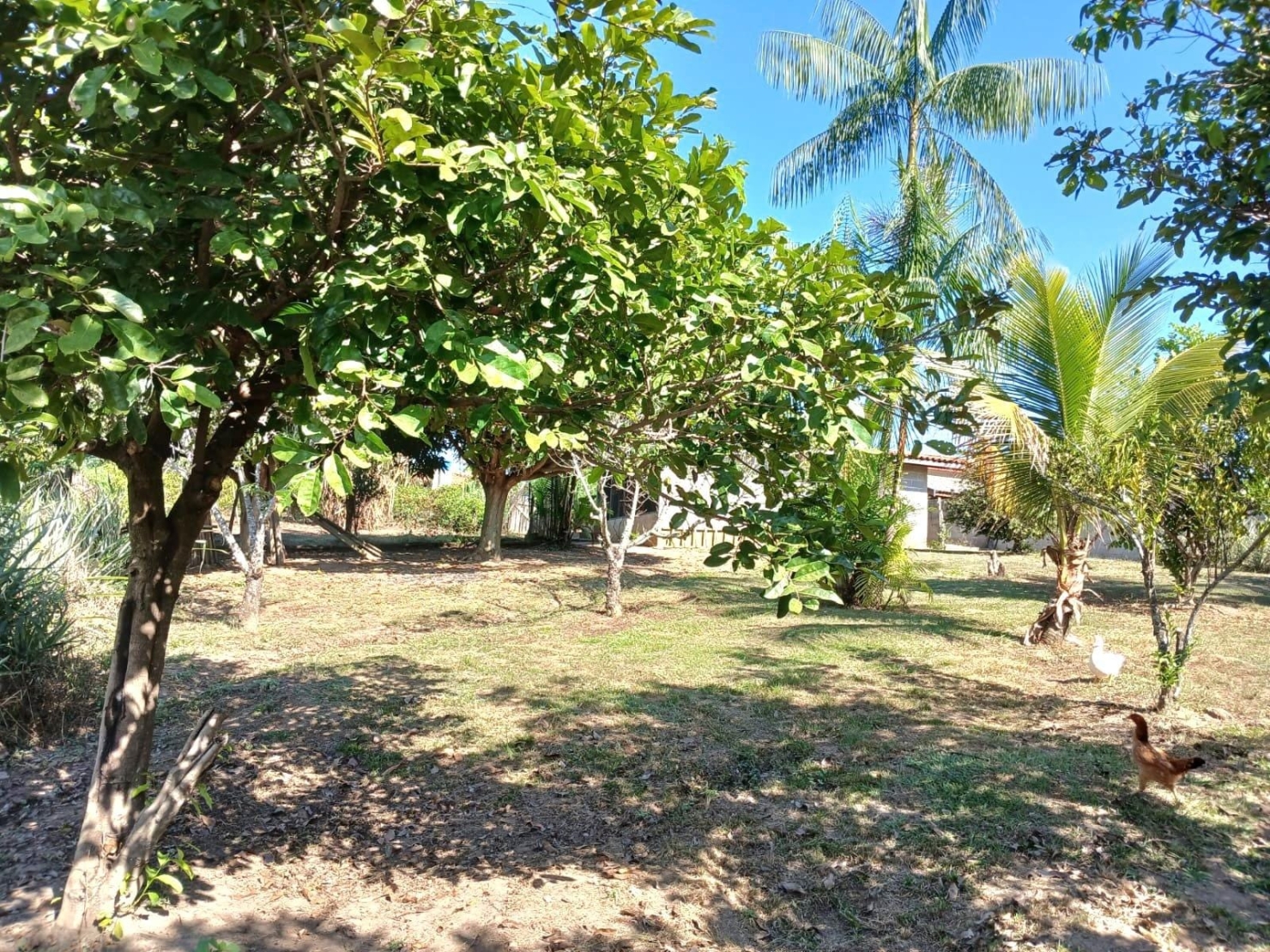 Chácara, 3 quartos, 3950 m² - Foto 27