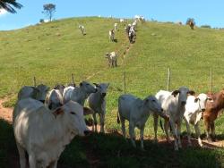 Chácara para Venda em São Luíz do Paraitinga - 5