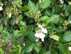 #CH0127_PAL - Sítio para Venda em Lorena - SP - 3