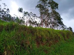 Chácara para Venda em Silveiras - 4
