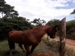 Chácara para Venda em Pindamonhangaba - 4