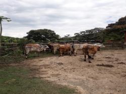 Chácara para Venda em Pindamonhangaba - 5