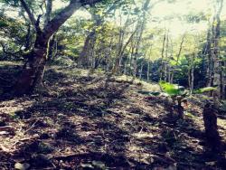 Chácara para Venda em Pindamonhangaba - 3