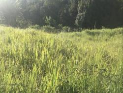 #CH0453_PAL - Chácara para Venda em São Luíz do Paraitinga - SP - 3