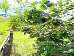 Sítio para Venda em Silveiras - 4