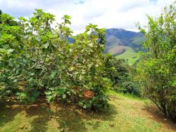 Sítio para Venda em Silveiras - 5