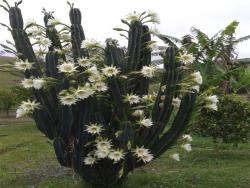 Venda em São Luiz do Paraitinga - São Luíz do Paraitinga
