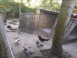 #CH0686_PAL - Sítio para Venda em Pindamonhangaba - SP - 1