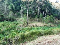 Sítio para Venda em Cunha - 4