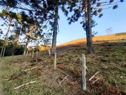 Sítio para Venda em Cunha - 5