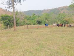 Fazenda para Venda em Roseira - 5