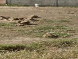 #TE1425_PAL - Terreno para Venda em Caçapava - SP - 1