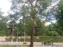 #TE1457_PAL - Terreno para Venda em Aparecida - SP - 3