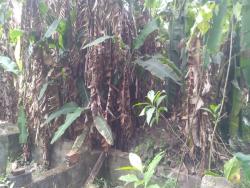 Terreno para Venda em Pindamonhangaba - 2