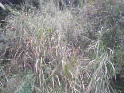 Terreno para Venda em Pindamonhangaba - 5